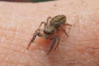 Marpissa radiata