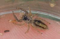 Marpissa radiata
