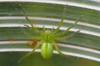 Micrommata ligurina