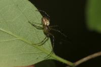 Metellina
