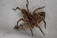 Hogna radiata