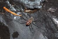 Sabacon viscayanus