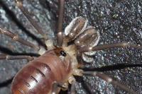 Sabacon viscayanus
