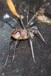 Sabacon viscayanus