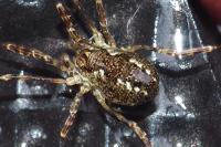 Oligolophus hanseni
