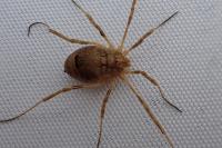 Odiellus spinosus