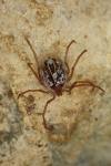 Ixodes vespertilionis