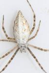 Argiope lobata