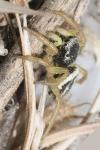 Heliophanus melinus