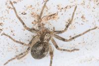 Philodromus