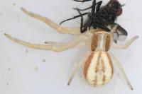 Runcinia grammica