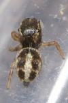 Pellenes canosus