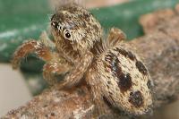 Pellenes canosus