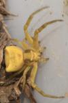 Thomisus onustus