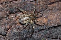 Neriene montana
