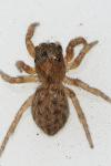 Euophrys