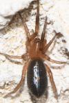 Gnaphosidae