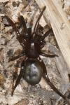 Marinarozelotes