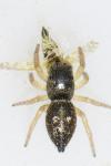 Heliophanus