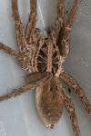 Hogna radiata