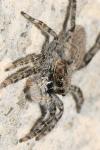 Menemerus taeniatus