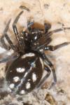 Nurscia albomaculata