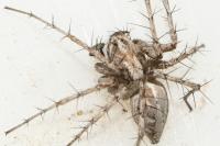 Oxyopes mediterraneus