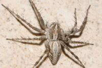 Oxyopes mediterraneus