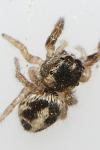 Pellenes canosus