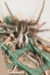 Thanatus atratus