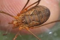 Phalangium opilio