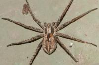 Thanatus vulgaris
