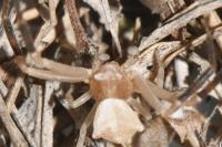 Thomisus onustus