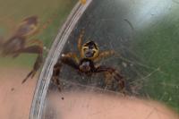 Synema globosum