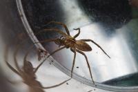 Pisaura mirabilis