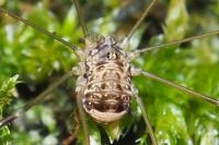 Leiobunum blackwallii