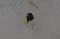 Theridula gonygaster