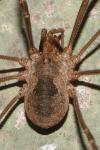 Phalangium opilio