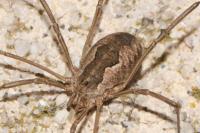 Phalangium opilio