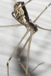 Holocnemus pluchei