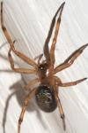 Steatoda nobilis