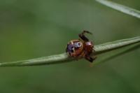 Synema globosum