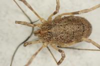 Odiellus spinosus