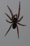 Amaurobius