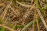 Hogna radiata