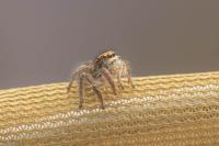 Philaeus chrysops