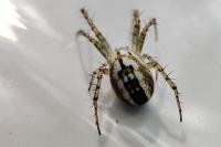 Mangora acalypha