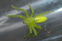 Micrommata virescens