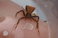 Pistius truncatus