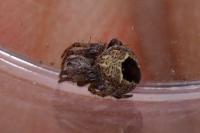 Agalenatea redii